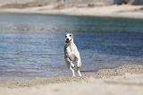 WHIPPET 193